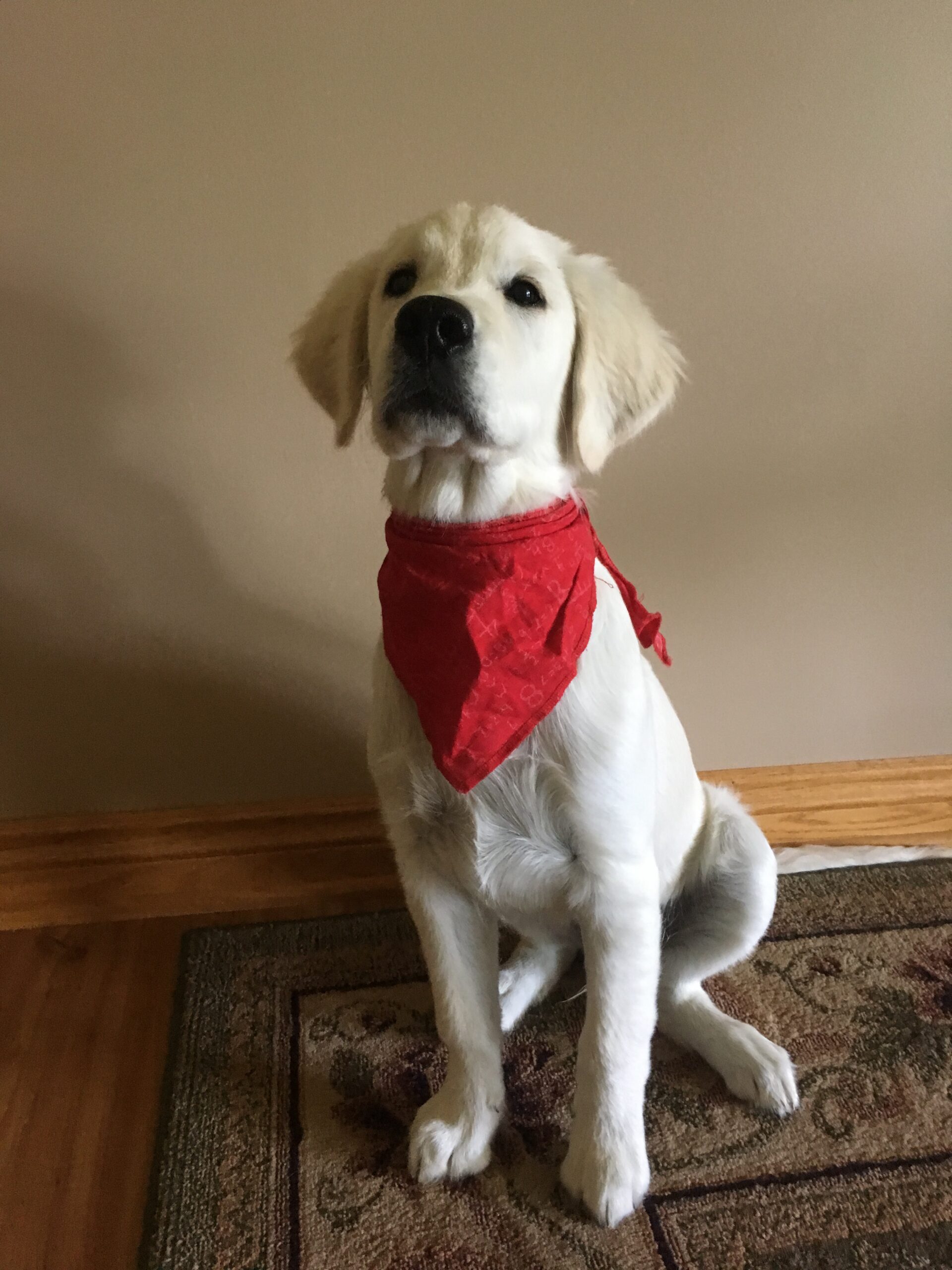 tucker 19